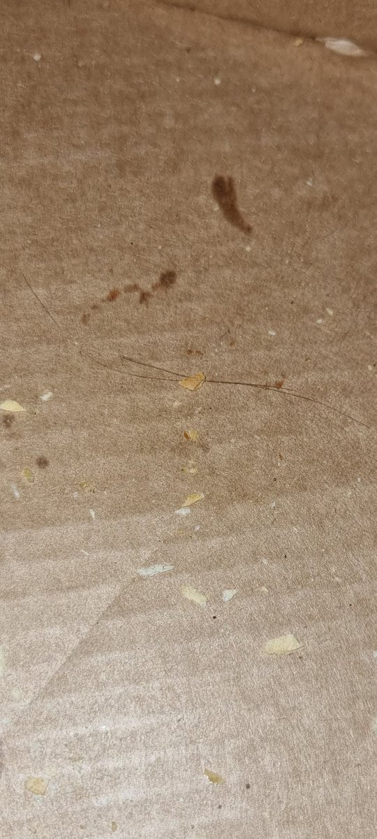 Just eating my pizza and found a hair absolutely disgusting <a href="/Dominos_UK/">Domino's Pizza UK</a>