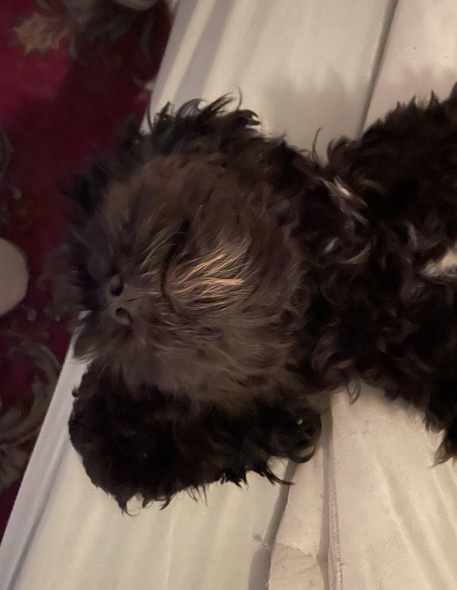 Just having a long peaceful sleep 😂🦴