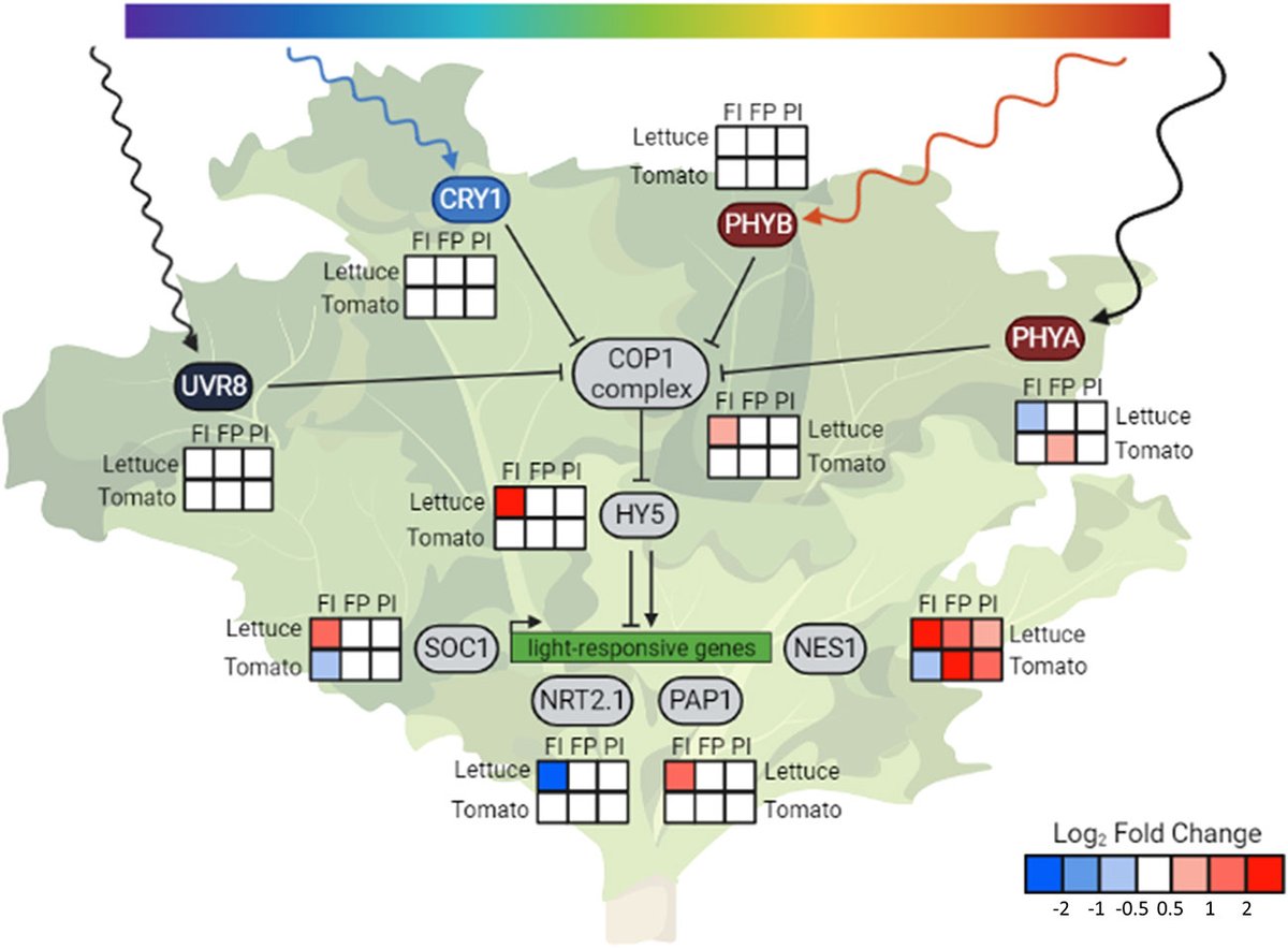 Jeromy Rech tweet media
