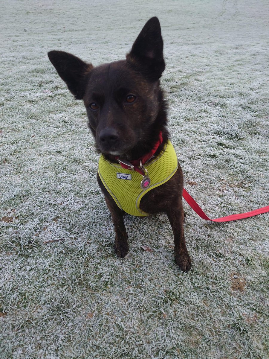 sparkly_mummy's tweet image. @AboutEG missing gentleman and a pic of his dog who is with him