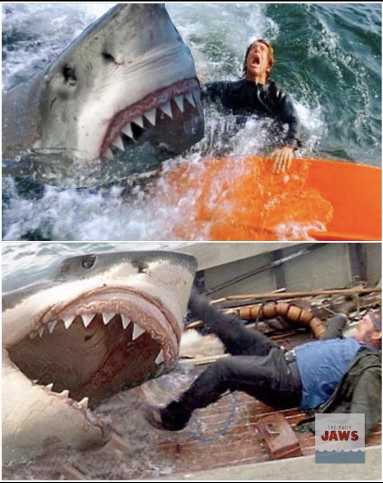The Daily Jaws tweet media