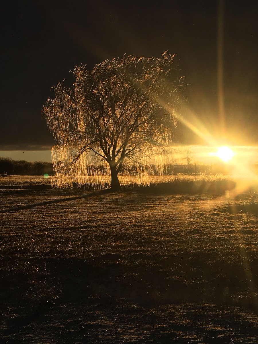 WillWWMT's tweet photo. Darcy West spotted this icy weeping willow in Leonidas early this morning! #MIwx #weatherphoto https://t.co/3Iwudlyeqh