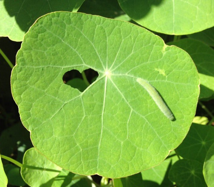 Nature speaks 💚 🐛 on the week of Valentine’s Day and #WorldCCADay