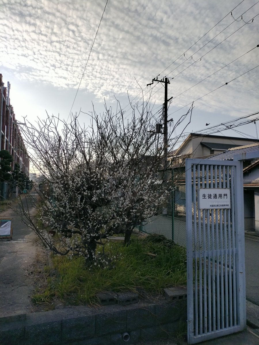sakai_tech's tweet photo. 今日は、土曜日だけど先月の大雪で臨時休業になった分の登校日
自転車で登校する門では白梅が満開で咲いているよ
#堺工科 
#白梅 https://t.co/GnoezlEtpE