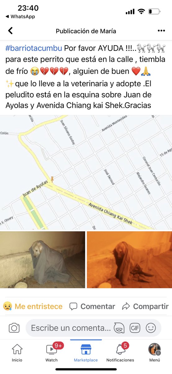 Urgente abandonaron a este pobre cachorro 😭😭😭