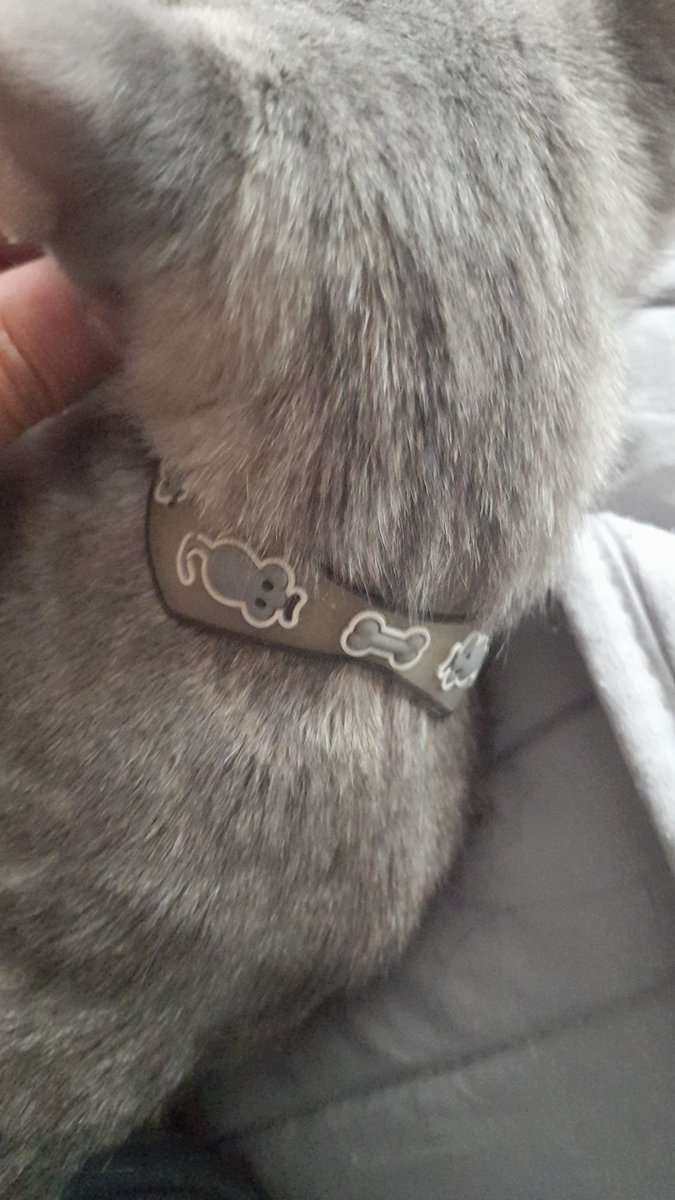 Encontré este gatito en mi casa,esta en buen estado y tiene collar porfavor si pueden ayudarme a ver si encuentro al dueñ@,les agradezco cualquier cosa se comunicando al +54-341-503-1244