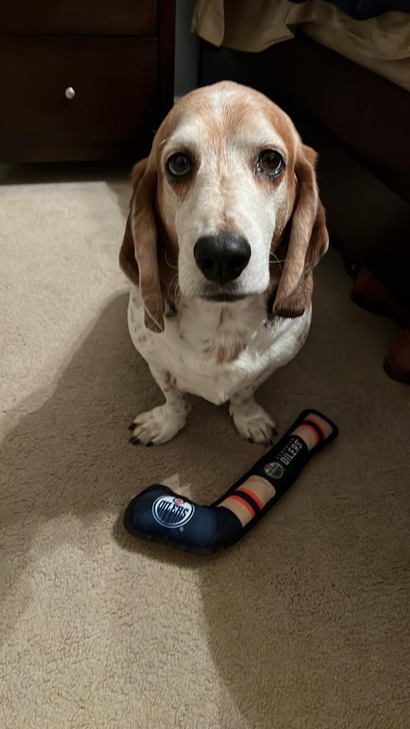 Even Barkley from Texas is cheering on the <a href="/EdmontonOilers/">Edmonton Oilers</a> tonight #oilerspets #letsgooilers