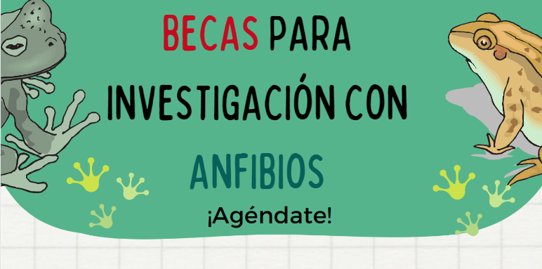 ecodiversatropi's tweet photo. BECAS DE INVESTIGACIÓN

SAVE THE FROGS https://t.co/AK5ouUtxp6 

https://t.co/icfiEy3kYK https://t.co/wl4T2iFXLL

The Foundation for the Conservation of Salamander https://t.co/Ri5EixnQj1 

Sigma XI https://t.co/GlssiFa1An

Más información en https://t.co/4XJzoolihC https://t.co/ReXOdkxt9k