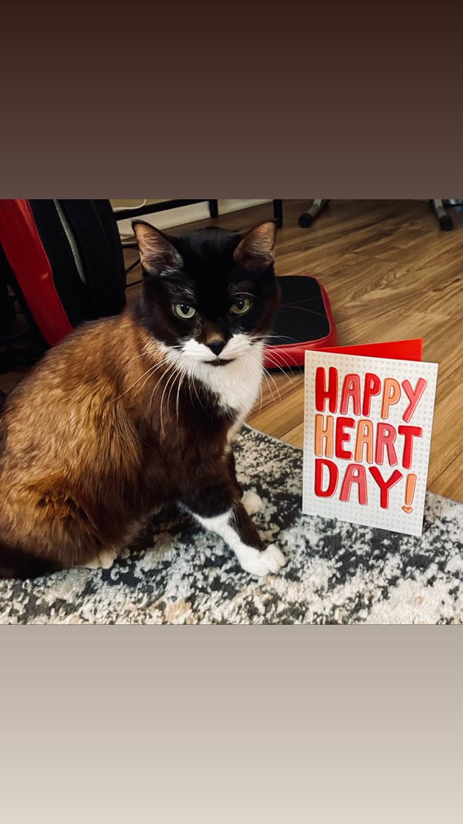 Here I am!!😺❤️ I got a card!!! #catsofinstagram #charliechaptwc  #catstagram  #catskills #catsagram #catscatscats #catsofig #catslover #catsofinsta #catsgram #cats_of_instagram #catsrule #catreels #catsoftheday #lovecats #instacats #cute #love #happiness #adoptdontshop #fanmail