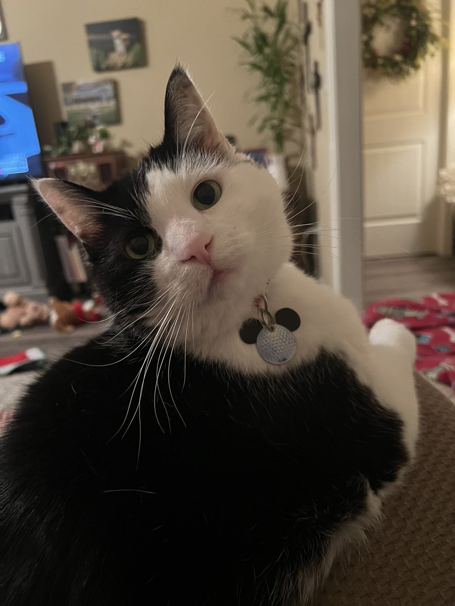 Nashville_Deb's tweet photo. Weโll look who woke up for the 2nd hour of @OfficialOPLive ๐ #oplive #opnation #catsofoplive https://t.co/uBLbwfydP5
