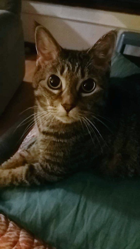 said goodbye to this beauty queen today. so heartbroken but grateful to share in her long, chill life. she loved getting pets on exactly 3 spots, eating out of the garbage, and talking loudly about nothing, so we were perfect for each other. RIP Vesper, ilysm