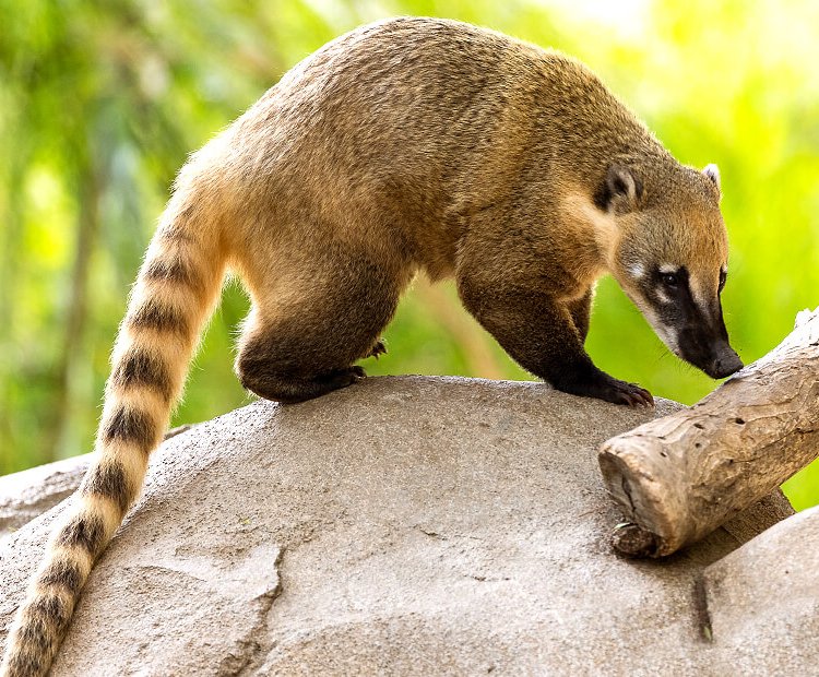 Ink_Crumbs's tweet photo. @ultralovedeluxe If it matters, my Sonic oc was a Coati https://t.co/3t1lE0Mneu