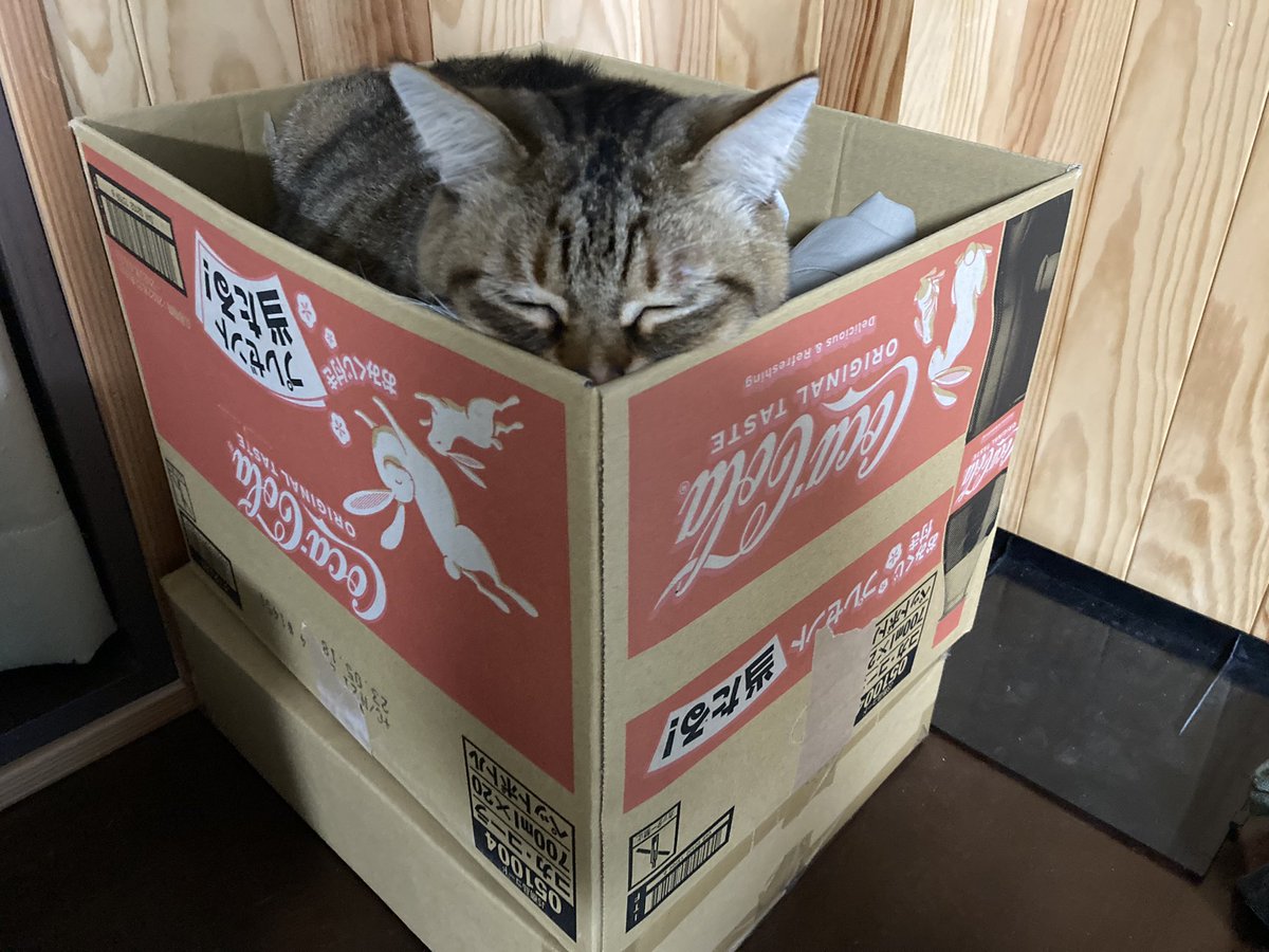 linkdou's tweet photo. 事務所に行きたいのに、物をよく��とすので在宅勤務を命じられ、スネる猫🐈 https://t.co/mRlqCtzIlv