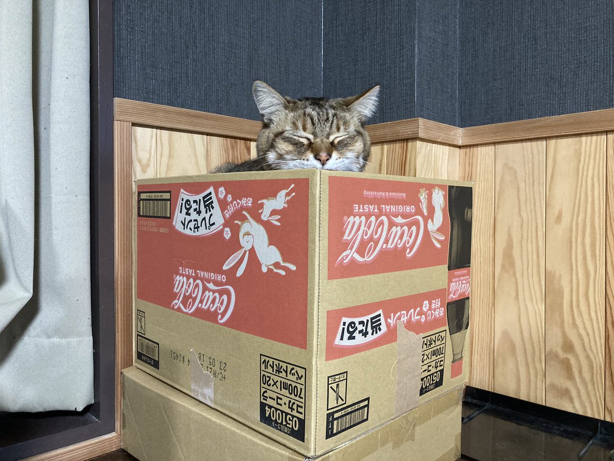 linkdou's tweet photo. 事務所に行きたいのに、物をよく��とすので在宅勤務を命じられ、スネる猫🐈 https://t.co/mRlqCtzIlv