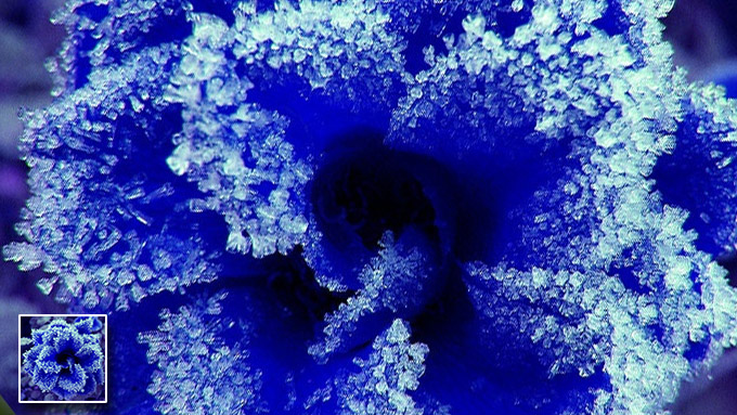 TerryTreehouse's tweet photo. Blue Rose
📷Marko_K -  flickr https://t.co/MIajrDx5mr
