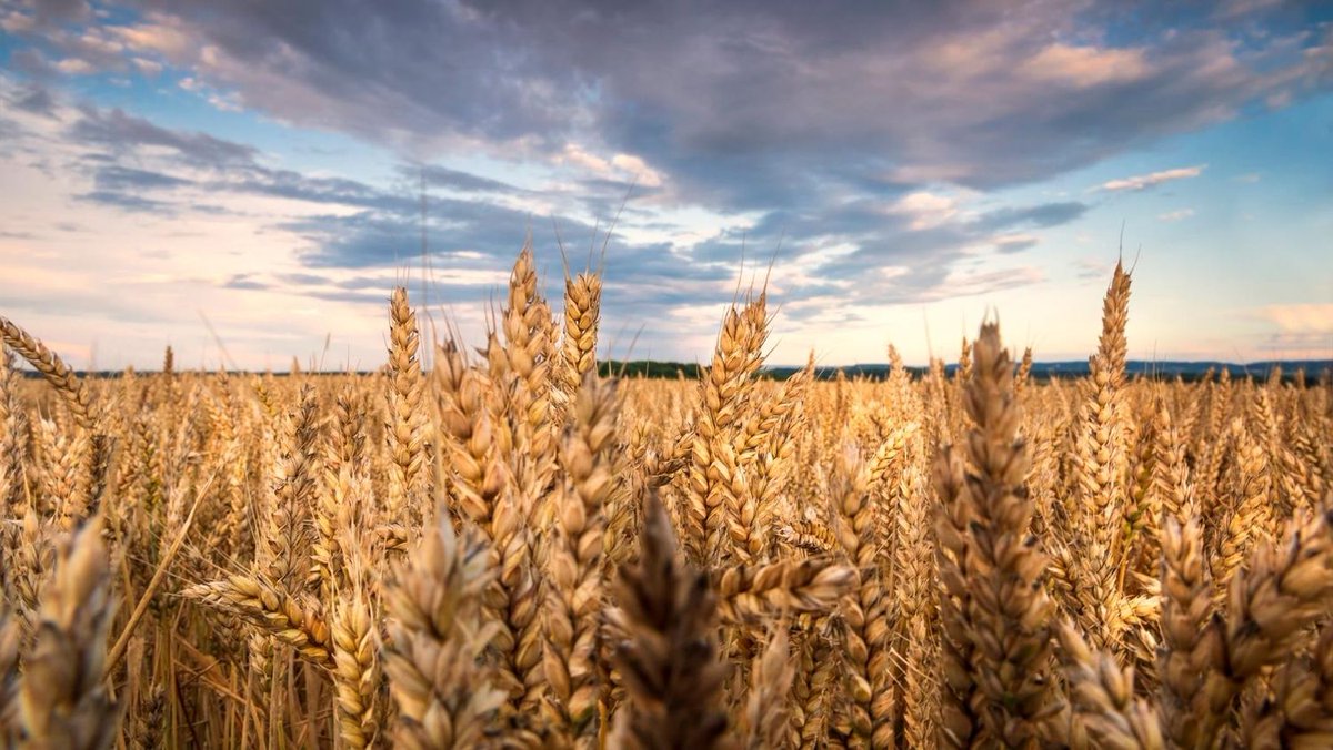 TishaSWaddell's tweet photo. Wheat and Tare - https://t.co/quVJzQYcJ3 https://t.co/HiIy8Q2Pbu
