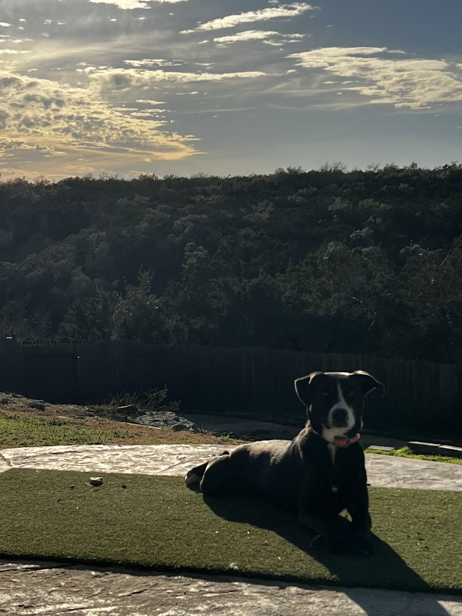 TheBoomerBeagle's tweet photo. Part-time supermodel 
Full-time #beagle harasser. 
#BBGirl #Borador. https://t.co/i0qqyvYYNe