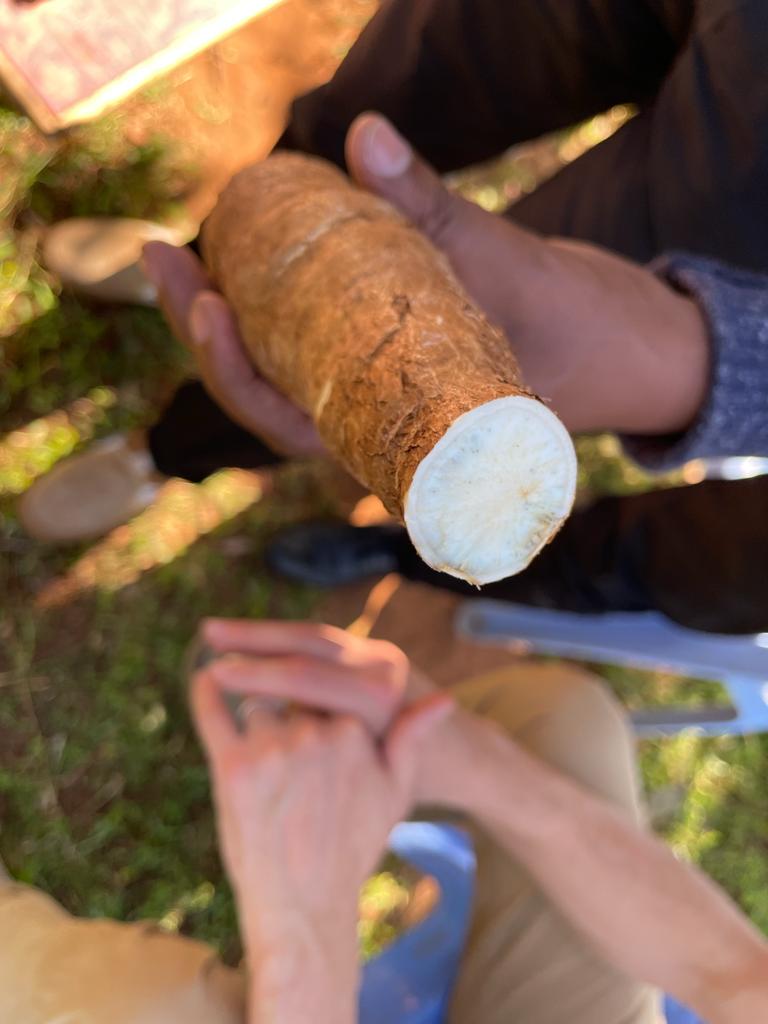 Orekk_Dr's tweet image. Postharvest management of cassava storage roots #FOSC #PHEALING #PPD