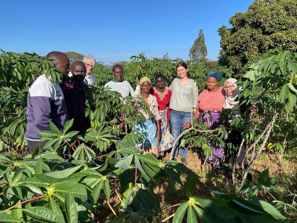 Orekk_Dr's tweet image. Postharvest management of cassava storage roots #FOSC #PHEALING #PPD