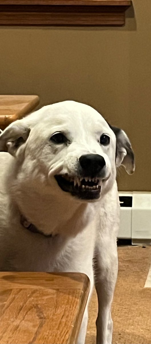 Luna is not happy with Jake right now!