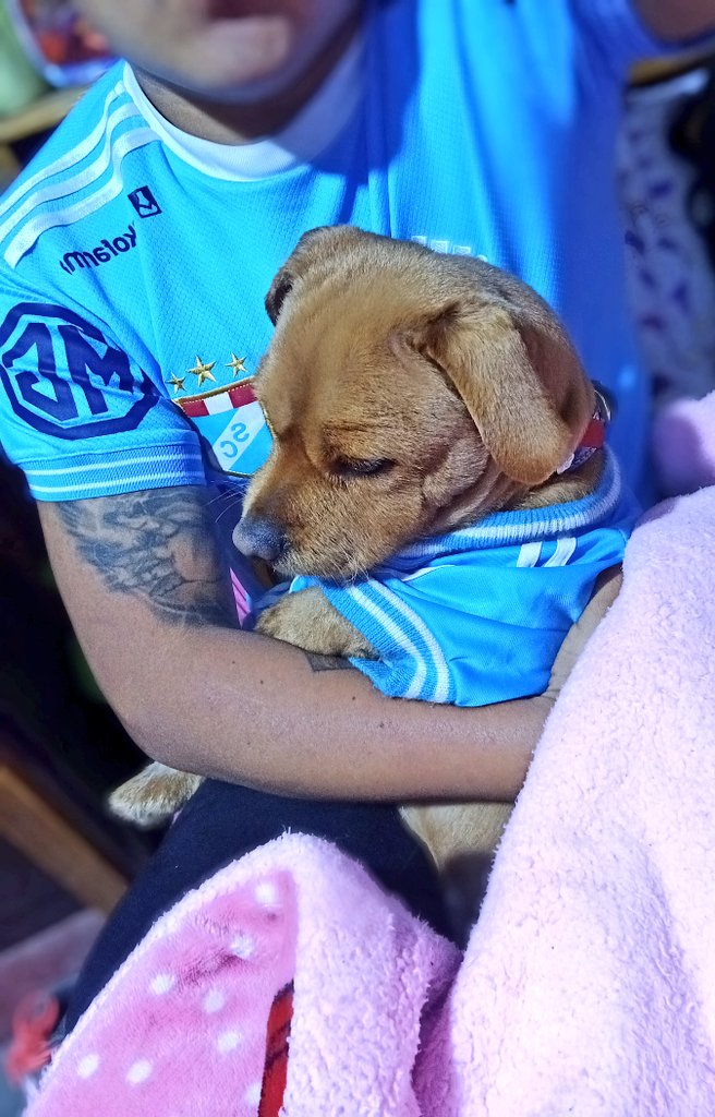 Mi TOBY🐶 siempre celeste 💙