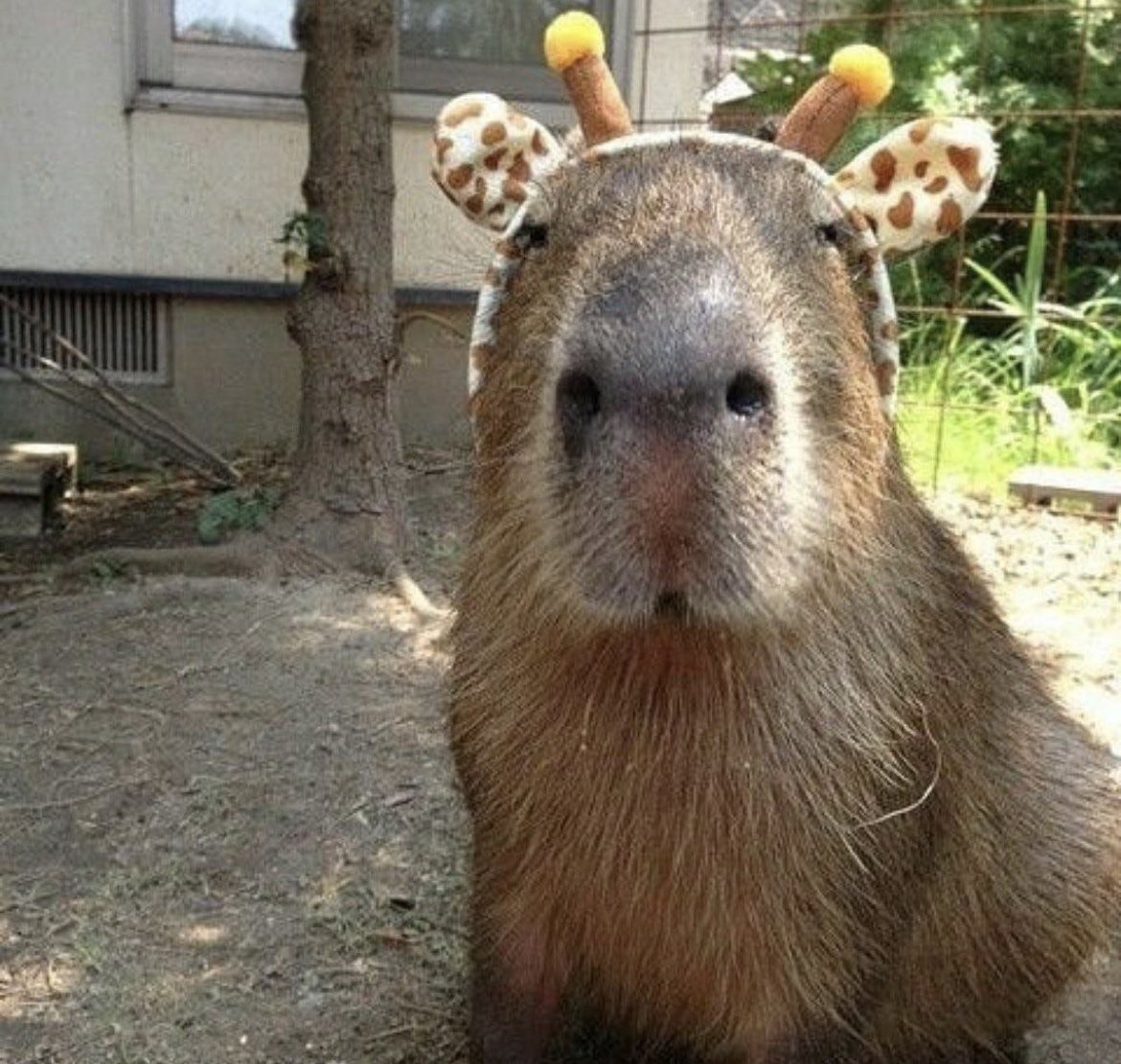 CapybaraCountry's tweet photo. https://t.co/5CVCkaMczB