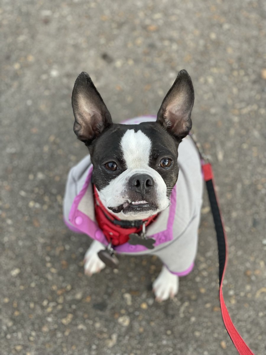 EricaAlyssa's tweet photo. @dog_rates @15outof10 Boss Babe Frida is rooting for you, Nonnie! 💗 https://t.co/HMxEu8spJQ
