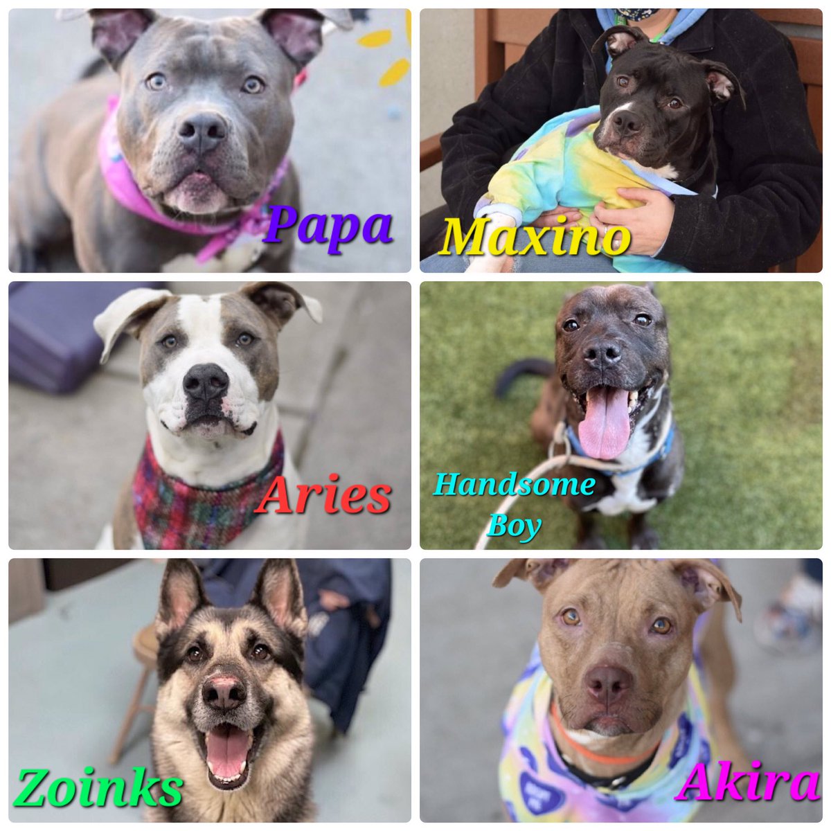 #NYCACC
Kill Day 2/18

Overlooked
Akira Level 2 #Adopt $110
Aries Level 3 #Adopt $275
Handsome Boy Level 2 #Adopt $145
Maximo Level 3 #Adopt $280
Papa #RescueOnly $150
Zoinks Level 3 #Adopt $252

All Young Active dogs
Kennel Stressed

Let's get to know them