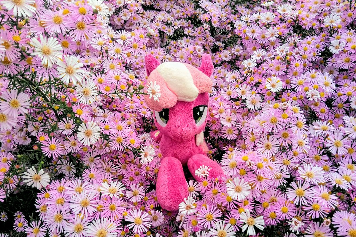 布麒麟 tweet media