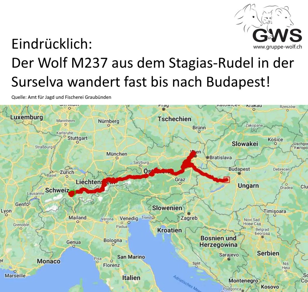 Ejemplo de un evento de dispersión a larga distancia (700 km) de un joven lobo macho de casi 2 años de edad que comenzó en Suiza en primavera del 2022 y después de atravesar Austria se encuentra en la actualidad en las proximidades de Budapest (Hungría). @WolfSchweiz