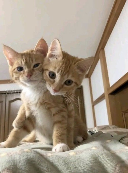 Me and Who?👉👈🥺 https://t.co/xA3eF3csBa<a href="/tag/rezero"class="tags"><span>#rezero</span></a><a href="/tag/remcosplay"class="tags"><span>#remcosplay</span></a><a href="/tag/rezerocosplay"class="tags"><span>#rezerocosplay</span></a><a href="/tag/remrezero"class="tags"><span>#remrezero</span></a>