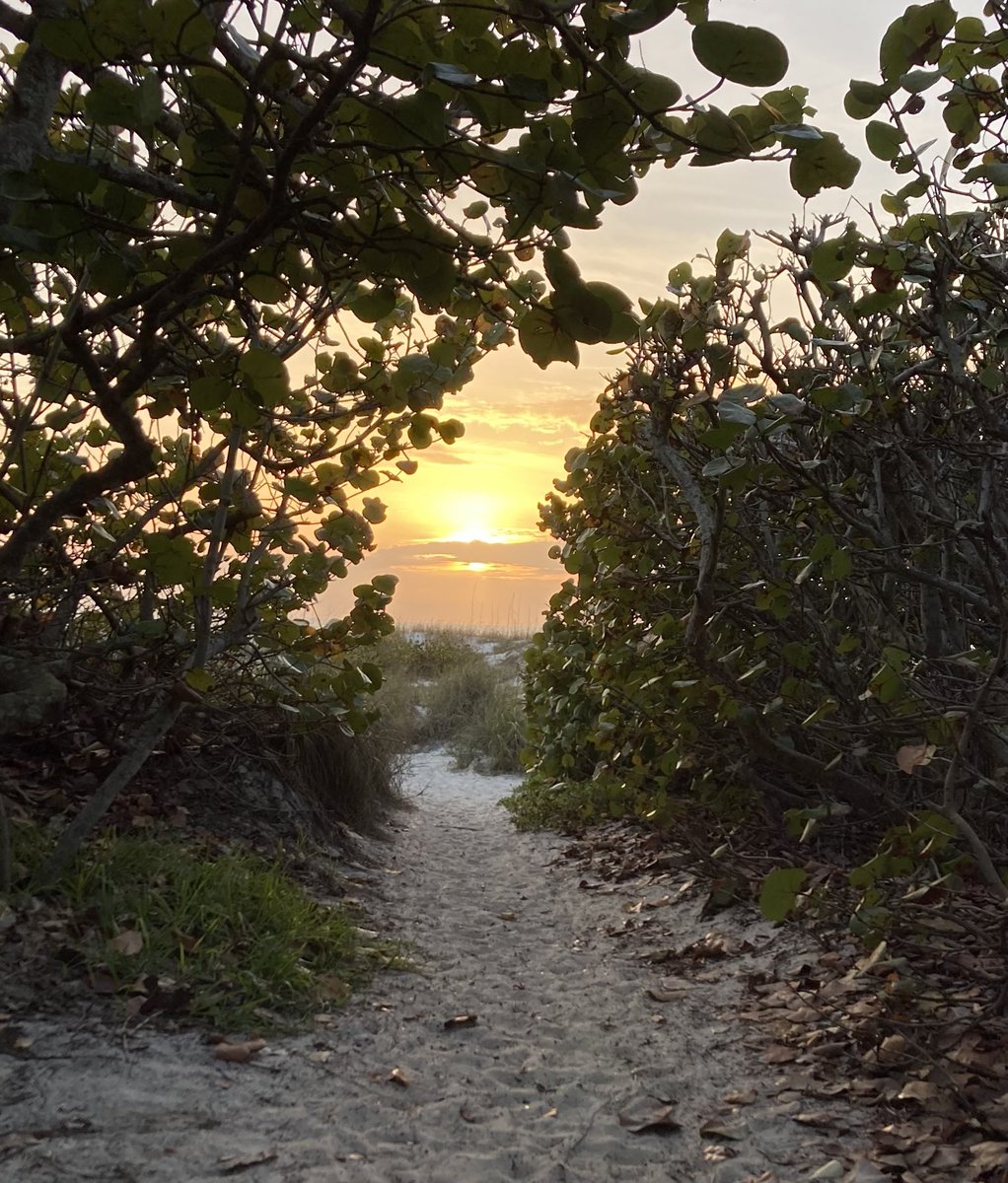 Island Unique tweet media