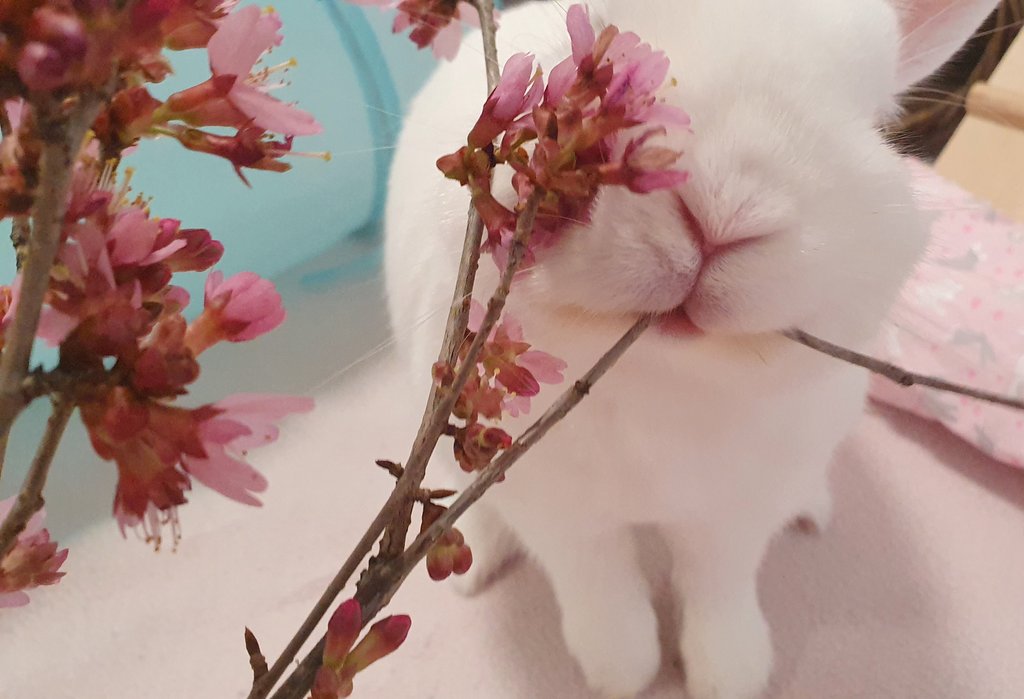 I thought these cherryblossoms were plastic. Bunny knows better 🌸🌸🌸
#bunnygirl #cute