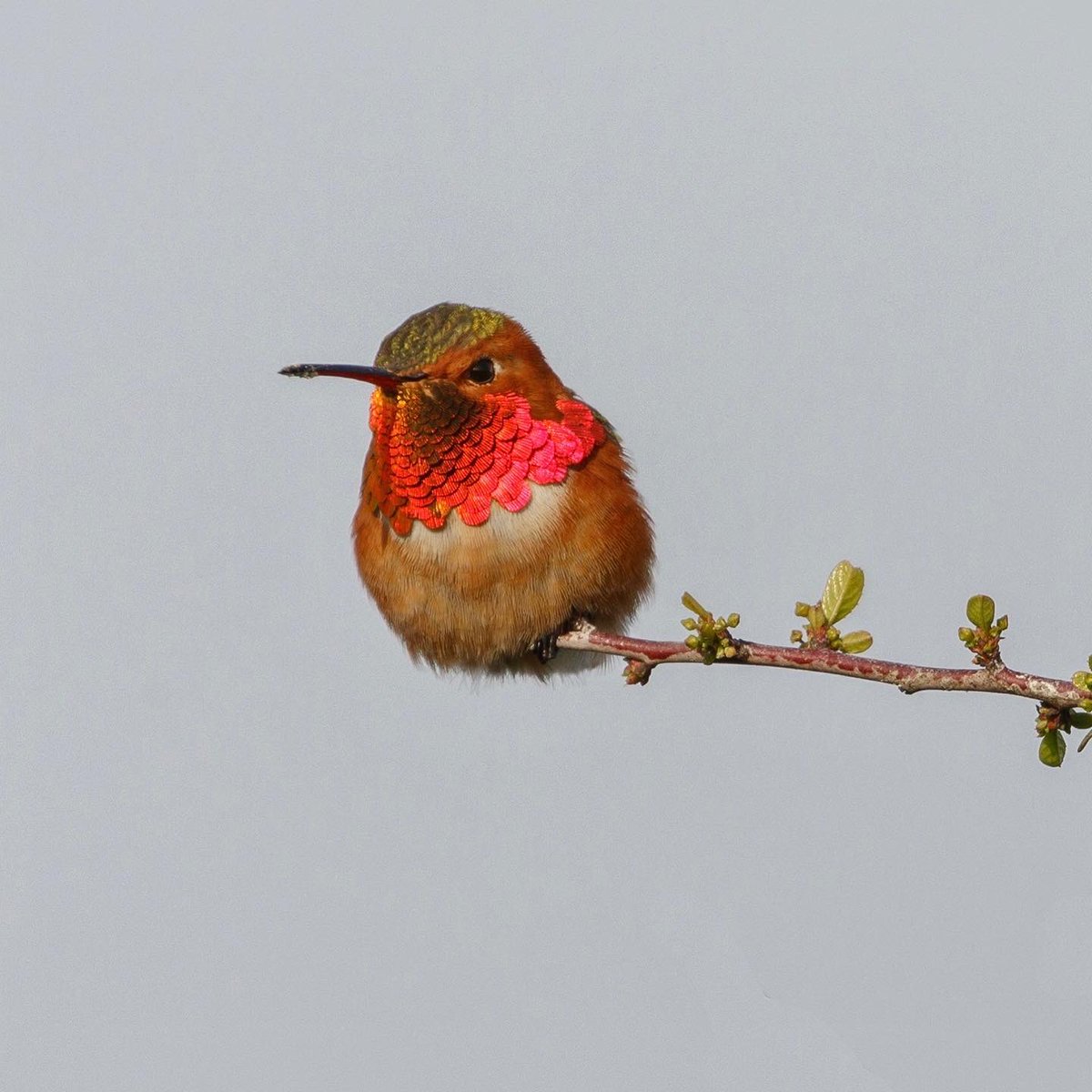 Jewels. 💖
#AnnasHummingbird #AllensHummingbird