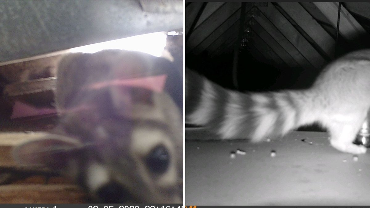 Rare ringtail cat found living in attic of Scottsdale home: bit.ly/3Iedgw2