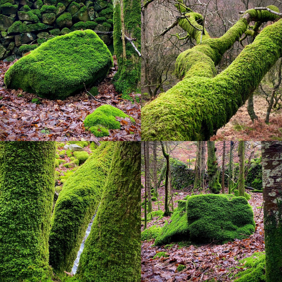 Steve Womersley tweet media