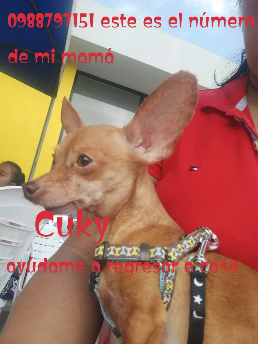 AlertaMePerdi's tweet photo. #PERDIDO #GUAYAQUIL 
Nombre: #CUKY
Fecha: 09/02/23
Sector: Norte, Sauces 2 Mz. F85, cerca del colegio Clemente Yerovi.
Sexo: Macho.
Raza: Chihuahua.
Obsv.: Color café con una manchita blanca  pequeña en el lomo.
Contacto: 0988797151
¡Ayúdalo a volver!
#AlertaMePerdí https://t.co/FPidlYmIsX