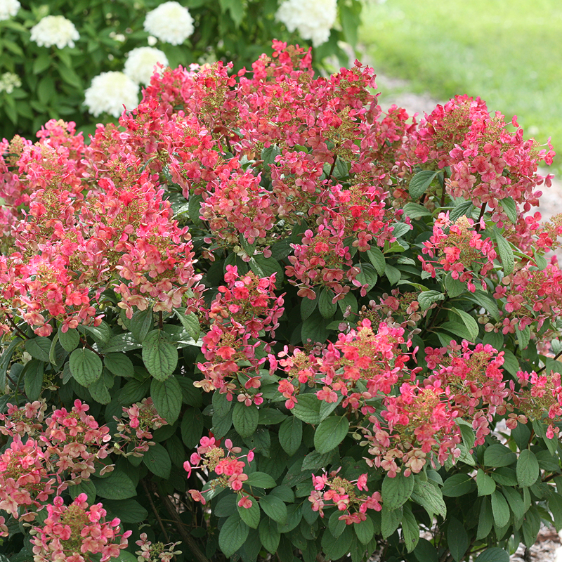320SilverLake's tweet photo. Watch the transformation of color in your landscape garden! Flowers change from white to pink red as summer lingers on with this dwarf plant. #transformation #garden #gardens #flowers #red #summer #change #whiteflowers #lingeron #landscape_joy #flowerstyle https://t.co/s5tMTKQYkj