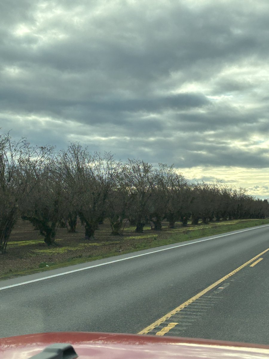 ndrockfarmer's tweet image. @AdamSpelhaug hazelnut trees for your Nutella on #lefse @AgMafiaLLC @bmreadel #oregon #lefsechats