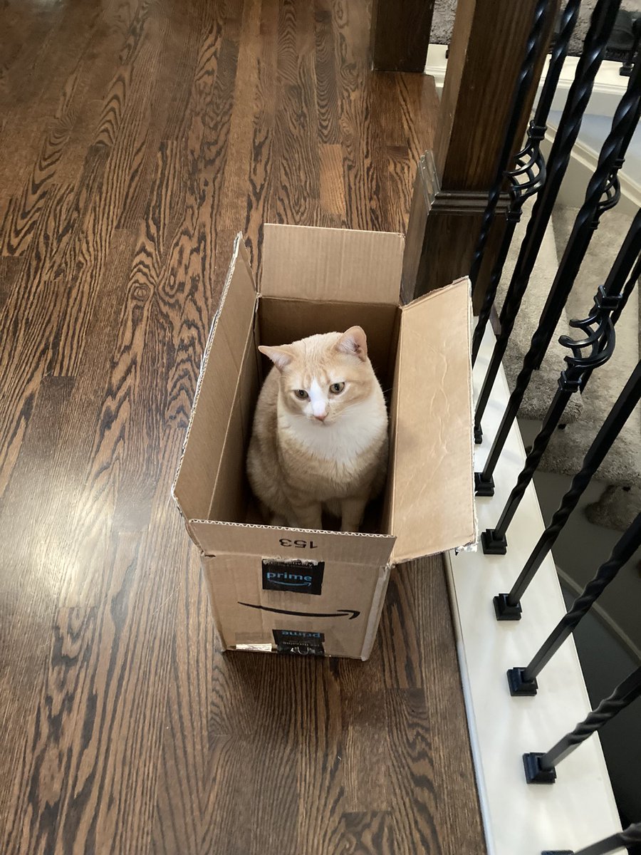 I found a box—I repeat, I found a box! #catsinboxes #CatsOnTwitter #catsrule