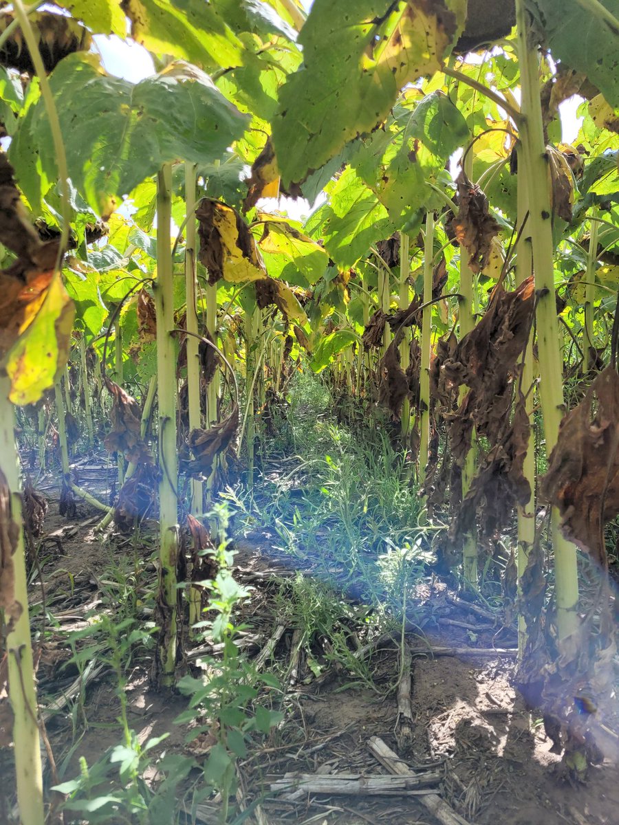 TREMENDO MIRAVIS DUO.
Hoy gran gira Agricola con el Crea Oeste Arenoso! <a href="/OesteCrea/">CREA Oeste Arenoso</a> 
Muy buenos ensayos e intercambio técnico de diferentes temas de importancia,tanto maíz como en Girasol.
Impresionante Miravis Duo...nada más para agregar! 
@FerMurilloST <a href="/Syngenta_ar/">Syngenta Argentina</a> <a href="/lucas_ratto/">Lucas Ratto</a>