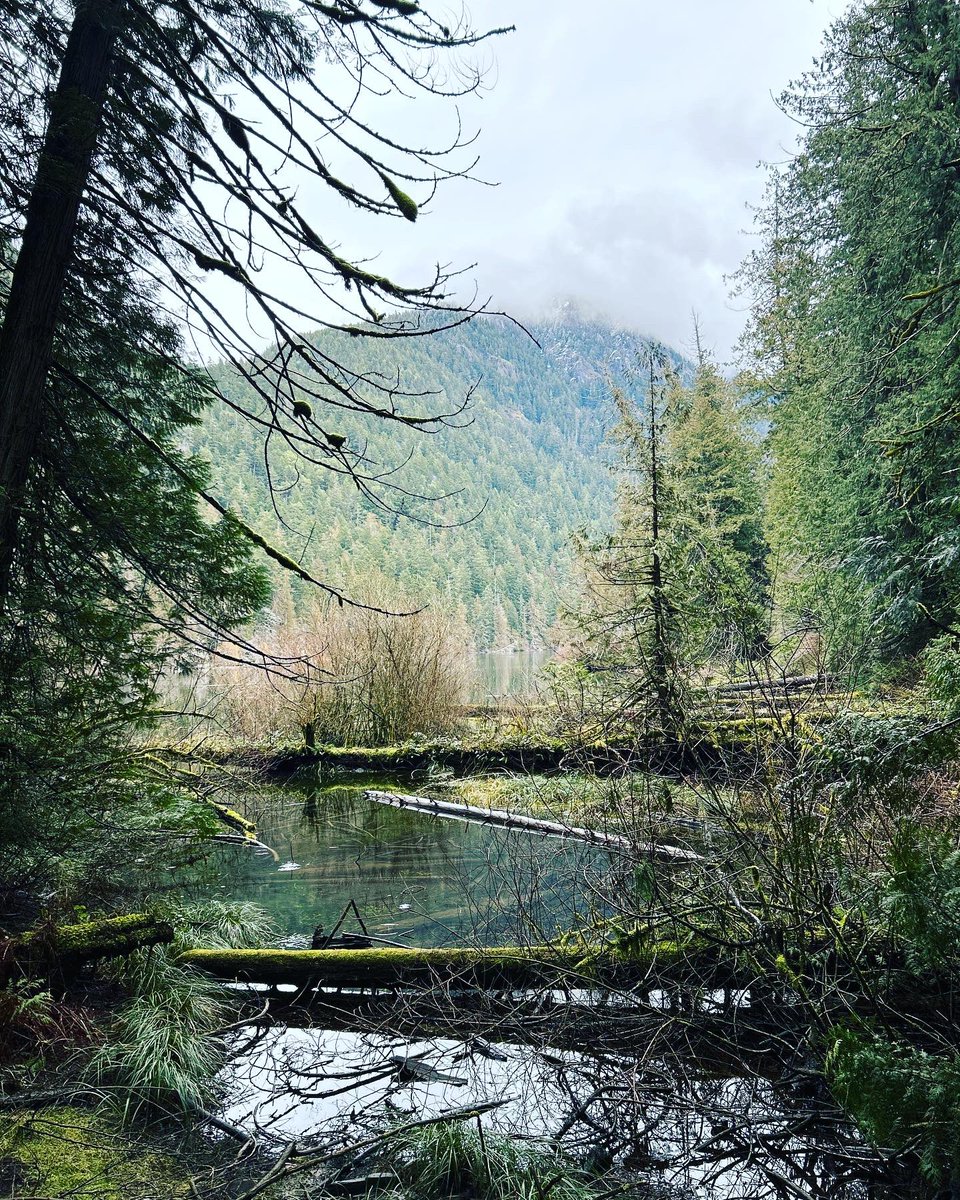 PeterCruise on Twitter "RT TheJenRollins Forest bathing in Cathedral