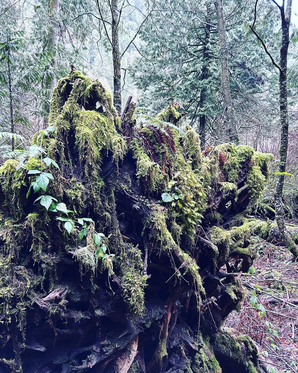 PeterCruise on Twitter "RT TheJenRollins Forest bathing in Cathedral