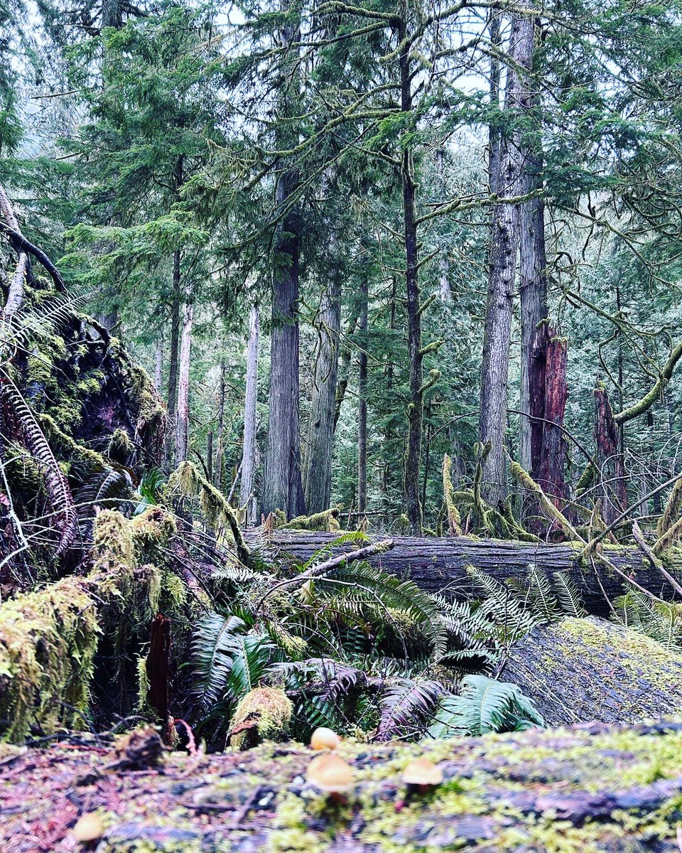 PeterCruise on Twitter: "RT @TheJenRollins: Forest bathing in Cathedral ...