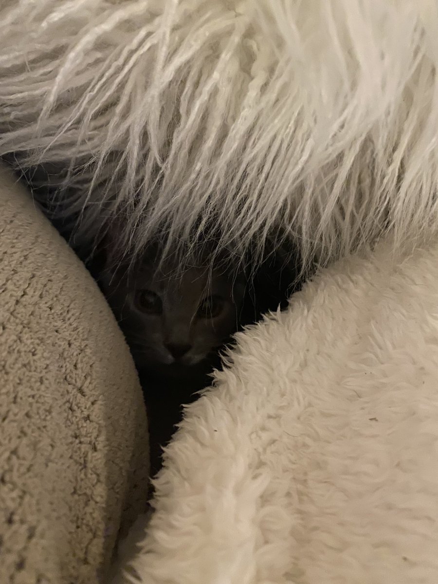 I’ve been in a panic trying to find the 3rd #kittenturd for a few hours - found him - 😂