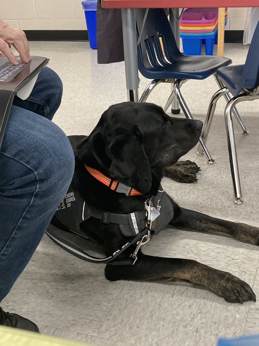 esmp_RETSD's tweet photo. Yesterday, Grade 1 classes at ESMP welcomed Tracey Garbut from CNIB and his dog, Marion, for I Love To Read. Tracey read to classes and spoke about adaptations that are important for him. He also talked about Guide Dogs and our responsibilities around them. @RETSDschools https://t.co/Jachh3L9g8