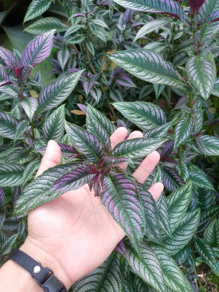 Mumpung cerah pagi ini...🍃