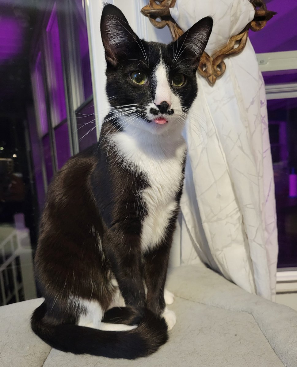 kitty_inigo's tweet photo. Seriouslyz mum?!

#CatsOfTwitter https://t.co/jpb0Nxpvib