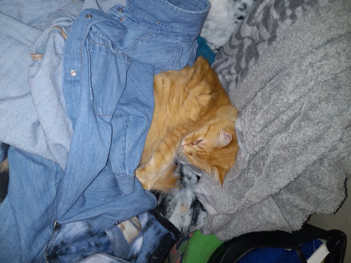 FelixSuave17's tweet photo. @CatFoodBreath Ron snuggling in the midst of blankets and jackets. https://t.co/AzhptKpZdq