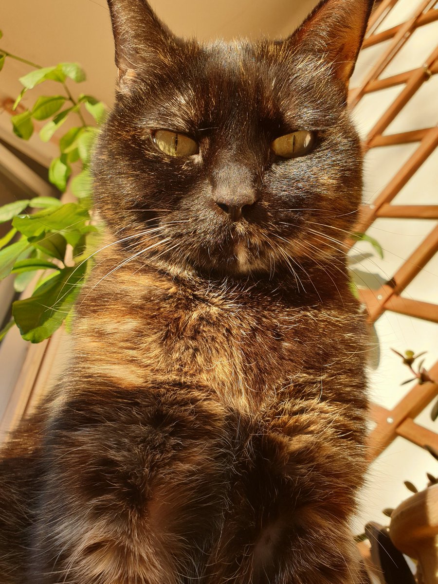 blatula's tweet photo. @acontios_net Une vrai pot de colle, toujours dans mes pattes ;) https://t.co/jKRwfFaseP